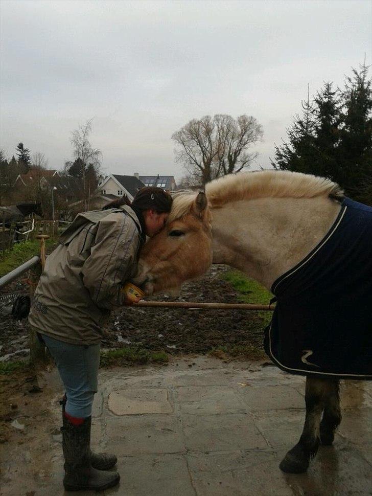 Fjordhest Asterix - Kys kys <3 billede 6