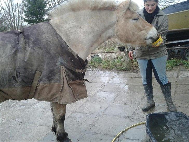 Fjordhest Asterix - Hygge i vandspiletorvet xD billede 7