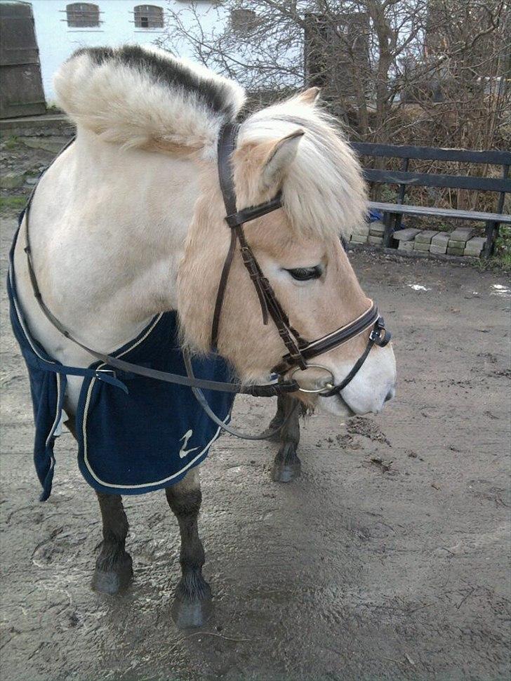 Fjordhest Asterix - Efter en skridttur :) billede 8