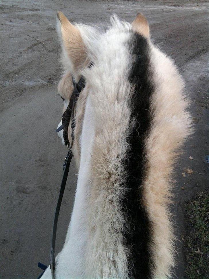 Fjordhest Asterix - Asterix oppefra xD billede 9