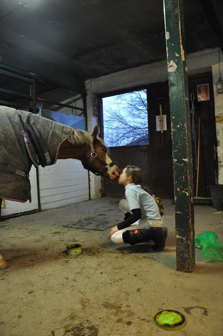 Welsh Pony (sec B) Bloklands Hoeve's Hilde<3....(Hilde)<3<3 - lidt trix med hilde efter stævnet

(billed taget af pernille) billede 4