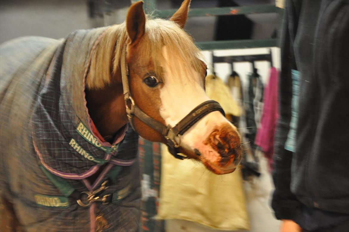 Welsh Pony (sec B) Bloklands Hoeve's Hilde<3....(Hilde)<3<3 - hildes kønne hoved fuld af heste lakrids

(billed taget af pernille) billede 5