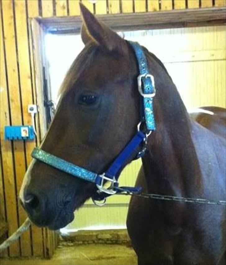 Hollandsk Sportspony Tøsen <33 - før vi skulle til stævne billede 7