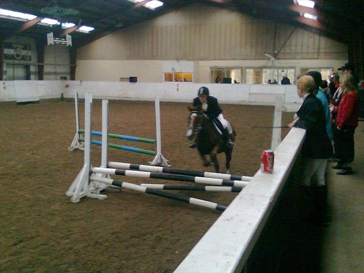 Hollandsk Sportspony Tøsen <33 - Til stævne på varde ride skole billede 8