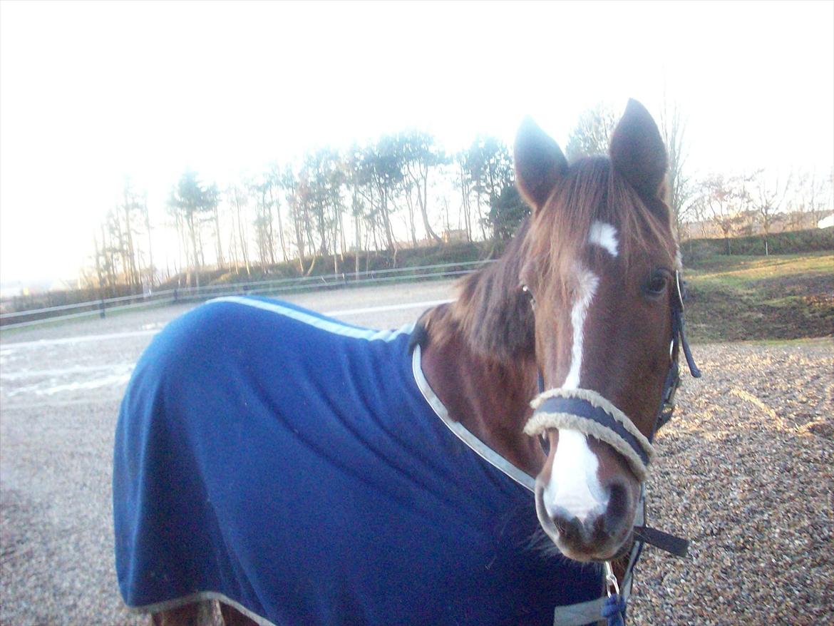 Hollandsk Sportspony Tøsen <33 billede 9