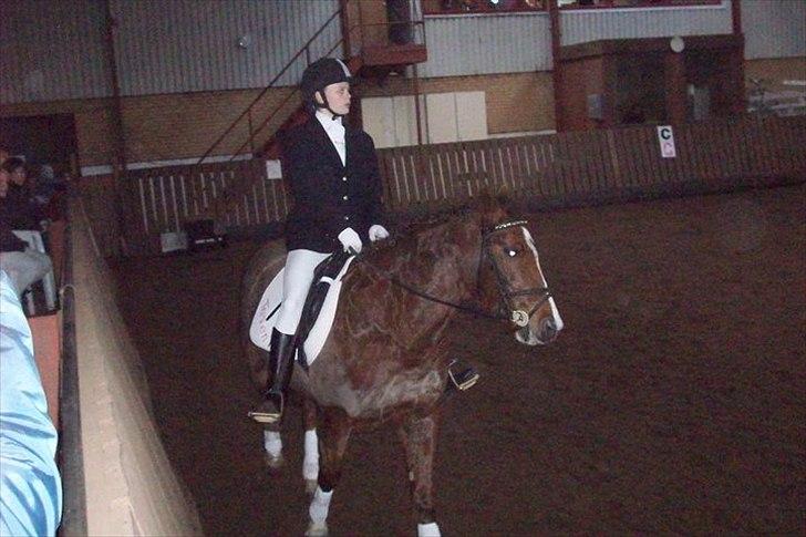 Hollandsk Sportspony Tøsen <33 - Til stævne i ansager billede 10