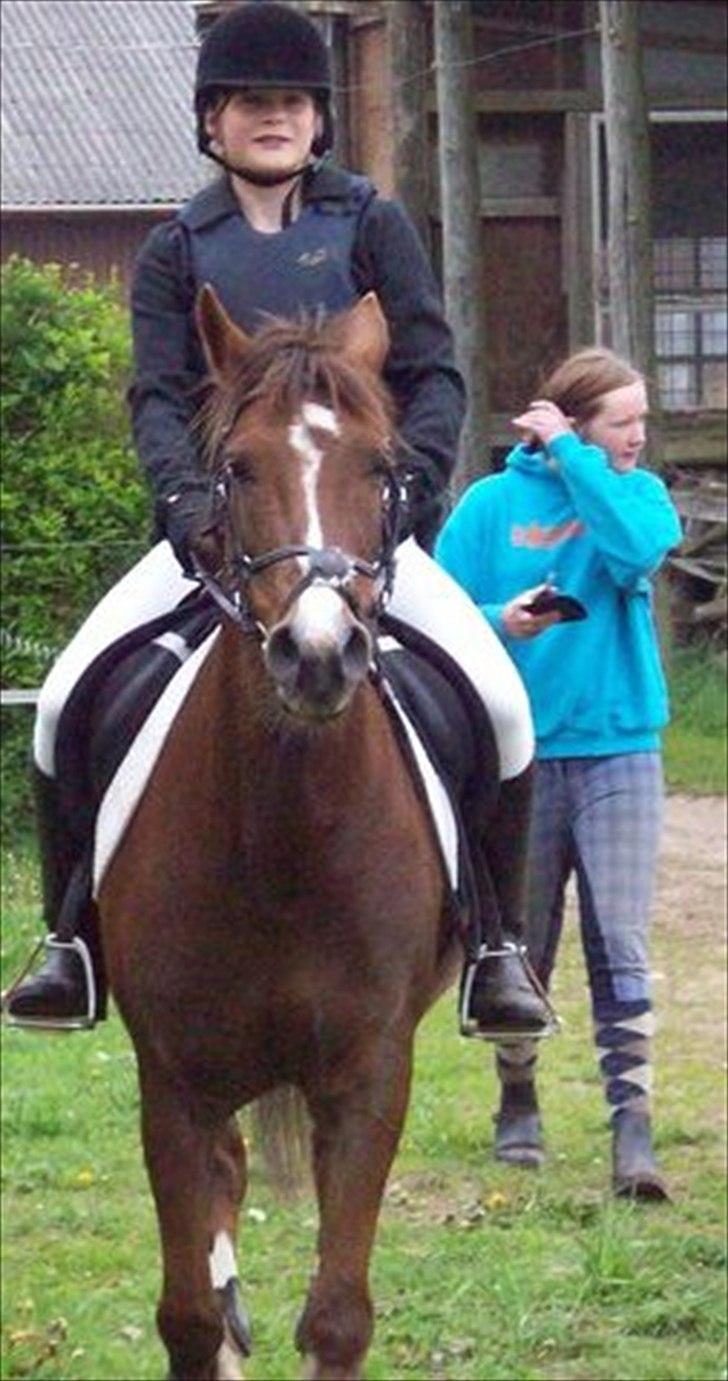 Hollandsk Sportspony Tøsen <33 - Til stævne på solbakken billede 11