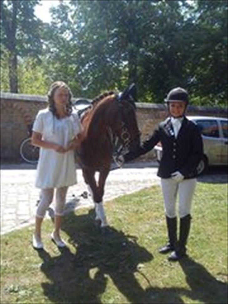 Hollandsk Sportspony Tøsen <33 billede 12