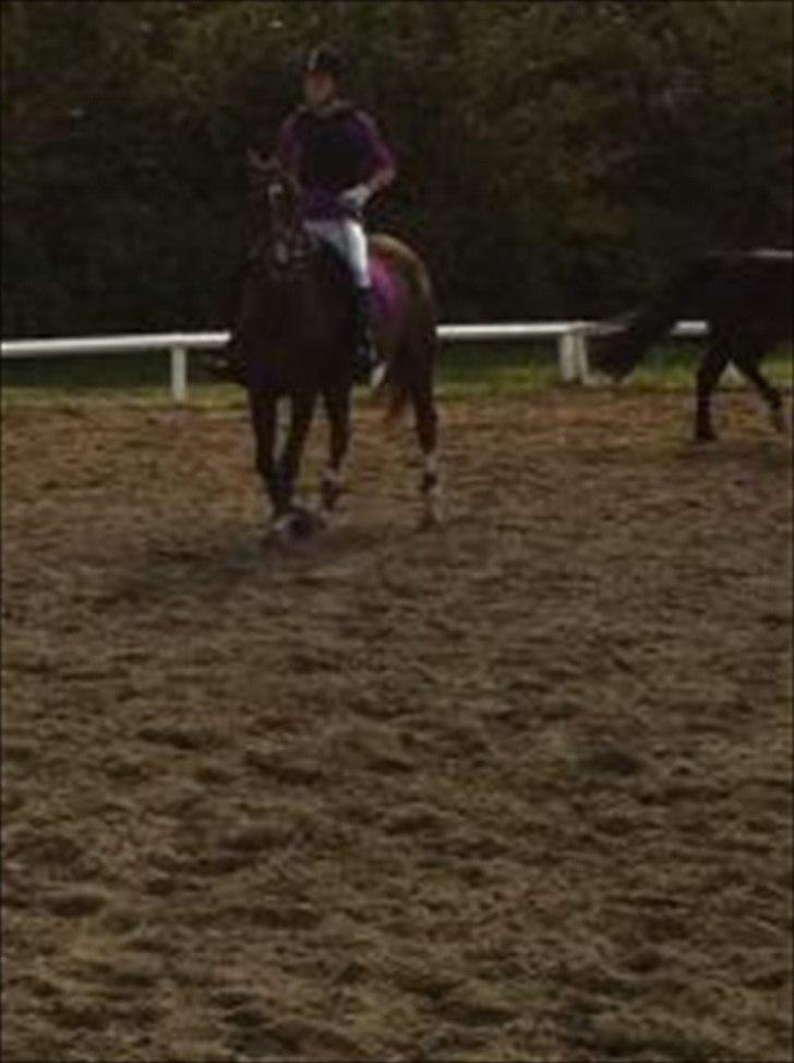 Hollandsk Sportspony Tøsen <33 - Til stævne på langagergåde billede 13