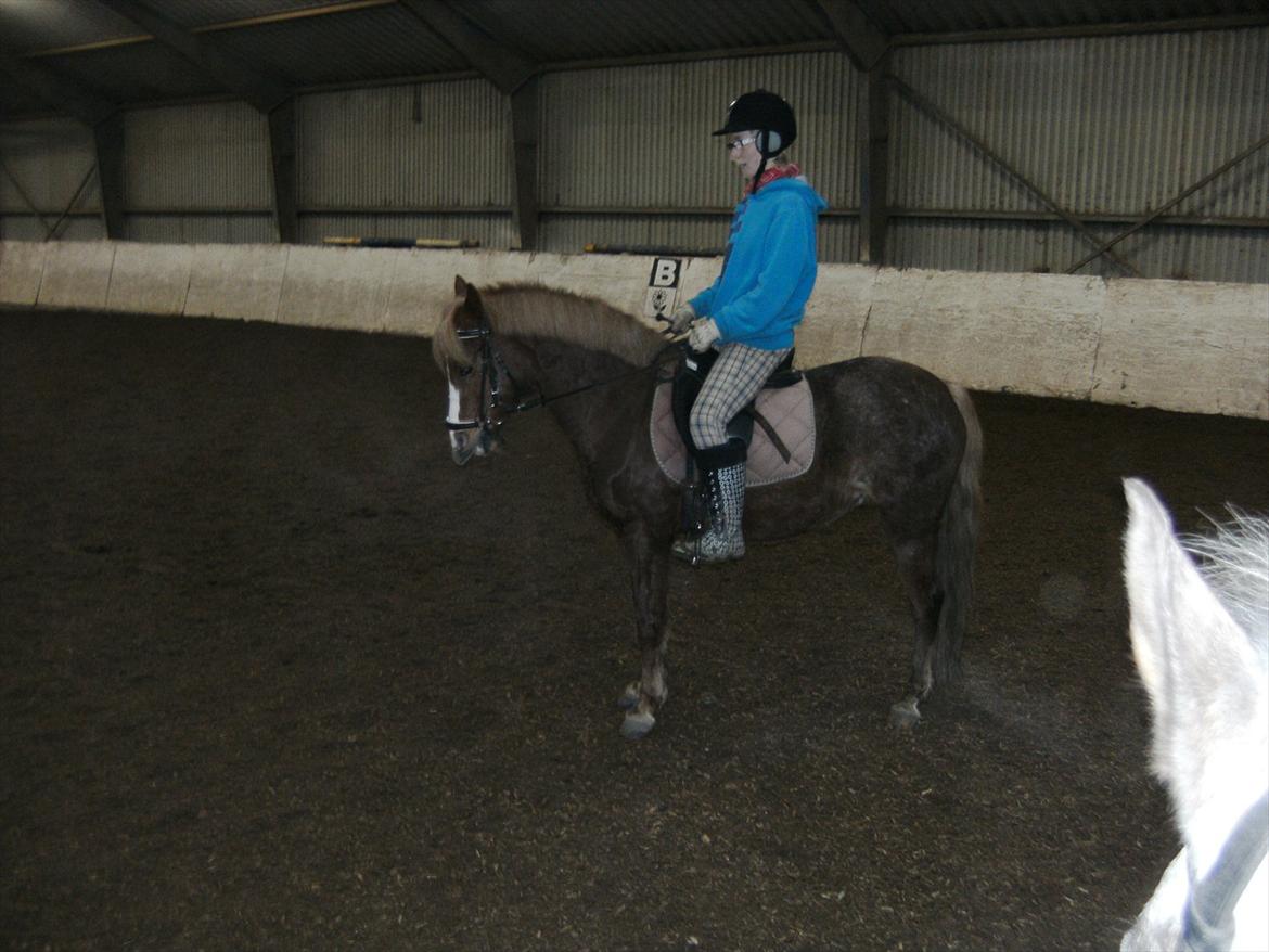Anden særlig race Mathilde (Rideskolehest) billede 10
