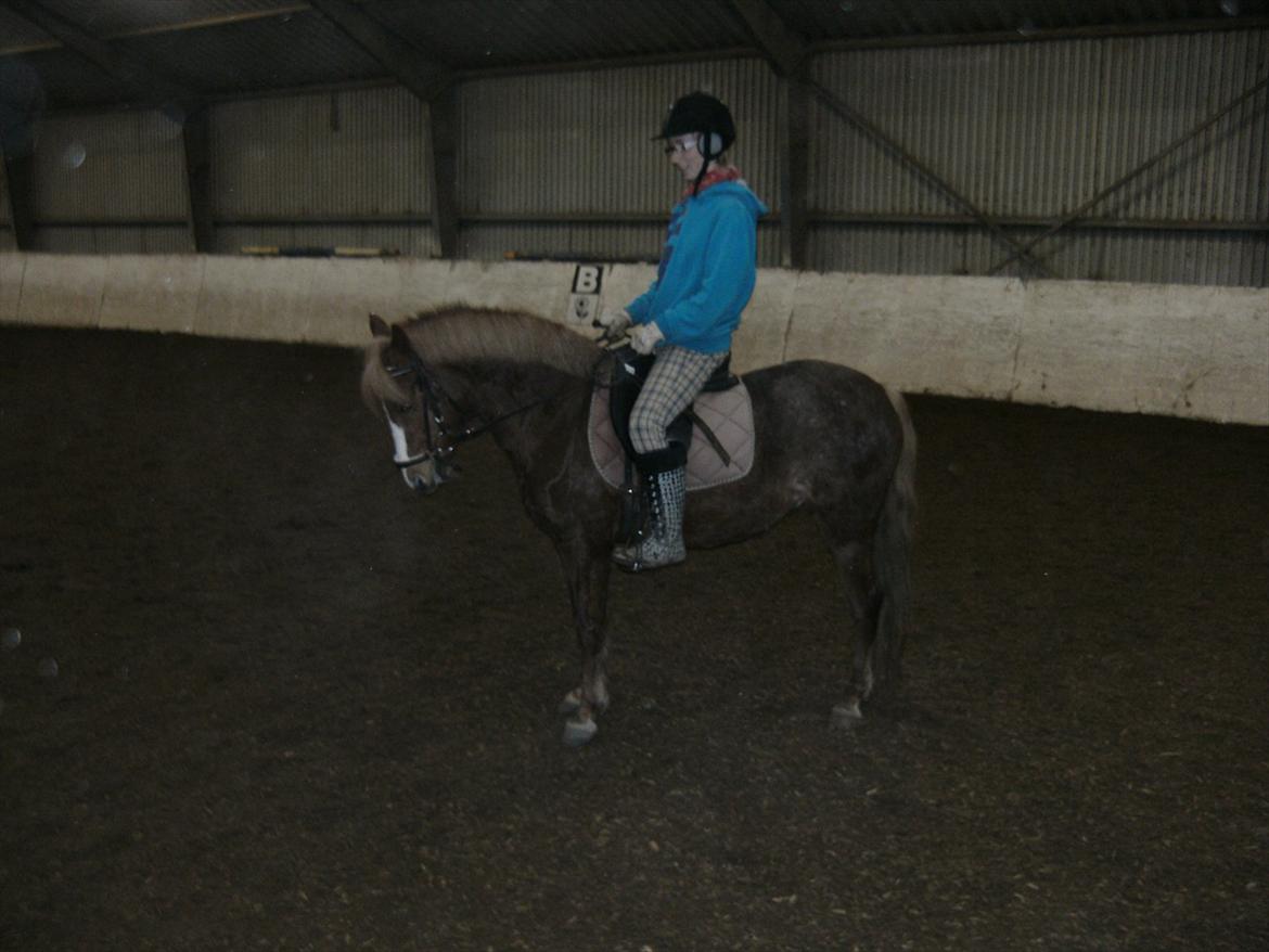 Anden særlig race Mathilde (Rideskolehest) billede 1