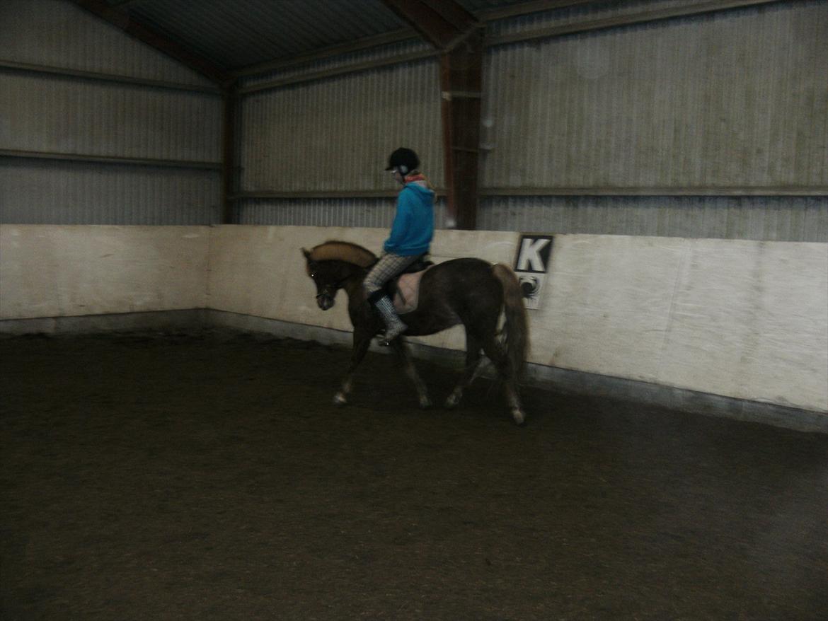Anden særlig race Mathilde (Rideskolehest) billede 11