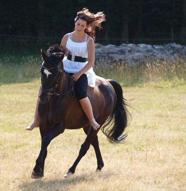 Anden særlig race Oberst R.I.P  billede 19