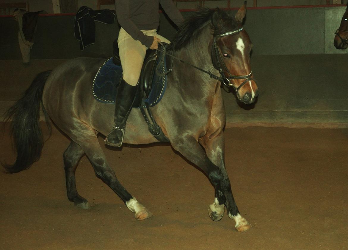 Anden særlig race Shakira "SOLGT :(!" billede 19