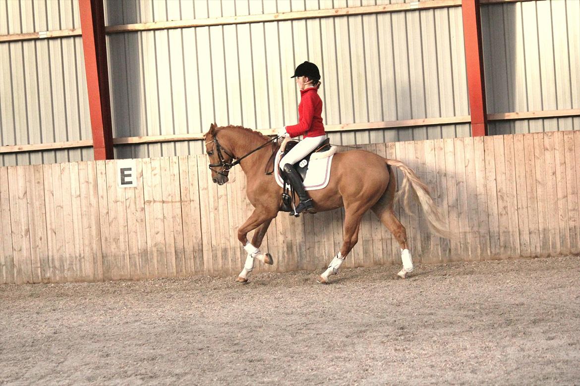 Tysk Sportspony Dominus B - A-pony billede 16