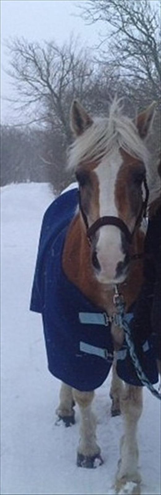 Haflinger PRINS - *SAVNET* - Tak fordi du er den du er. 
Du er en helt igennem fantastisk pony.
du er en helt speciel pony, som jeg ALDRIG vil glemme.  Min far kan ikke lide heste, men dig kan han godt lide! 
Du er unik.. Jeg elsker dig.  Jeg håber snart vi ses igen minskat:-* billede 15