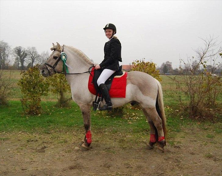 Fjordhest Hashagen's D-Mark - Springstævne  19 nov 2011, vores andet stævne, hvor vi blev nr. 3 ud af 11. billede 12