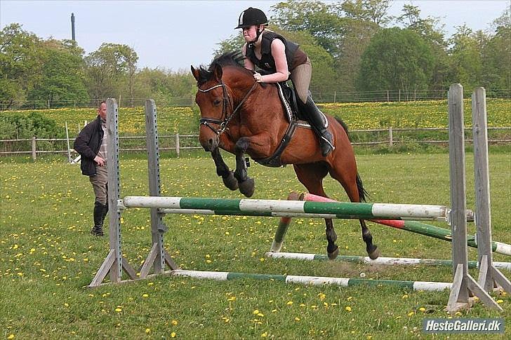 Tysk Sportspony Amenda N - Opvarmning 2011 billede 11