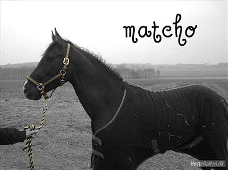 Fuldblod (XX) Matcho R.I.P du elsket og savnet - <3 billede 7