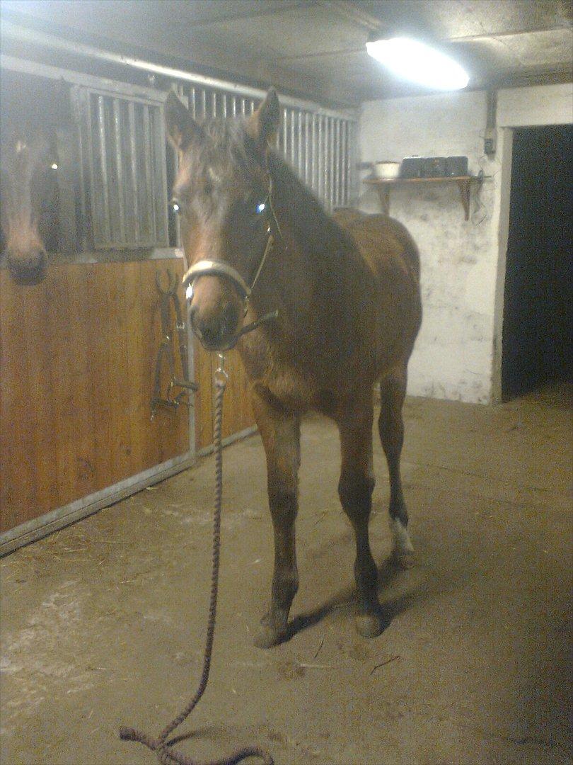 Anden særlig race Sassello Miracolo - 22/12-2011 Sassello efterhånden god til at stå stille, når han bliver "parkeret" - han eellsker at blive striglet og nusset om. Jo mere jo bedre. :-) billede 16