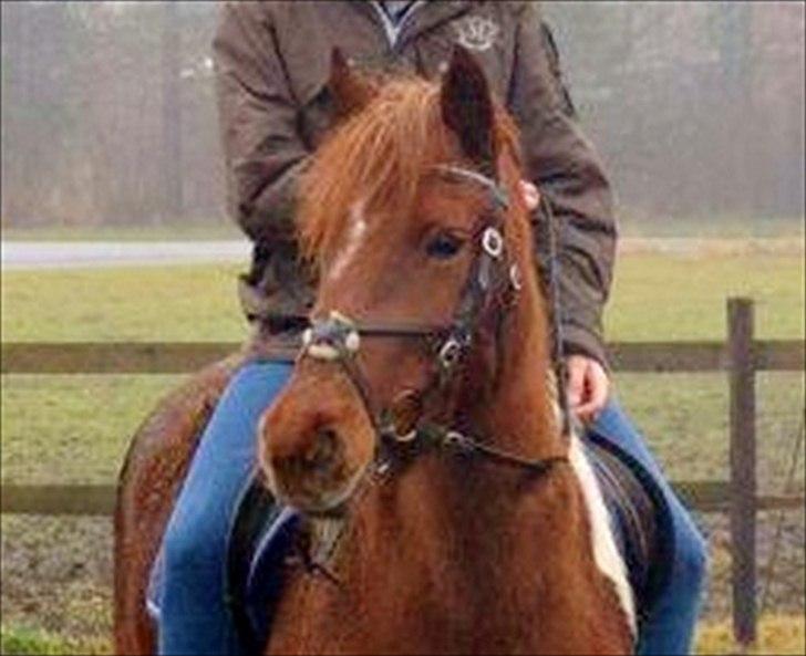 Pinto Nikita  - Første gang jeg sad på hende i 3 år! :') 22 December 2011 blev for altid blive husket! billede 4