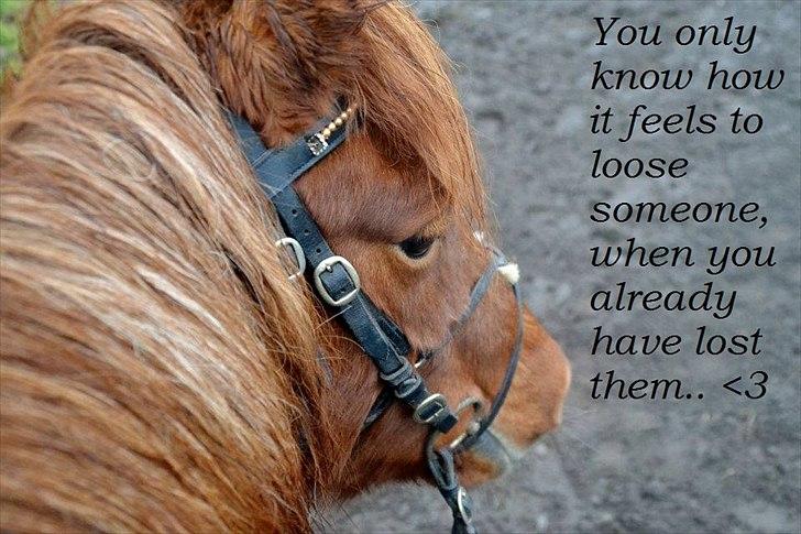 Pinto Nikita  - You only know how it feels to loose someone, when you already have lost them! <3

22 december 2011 billede 9