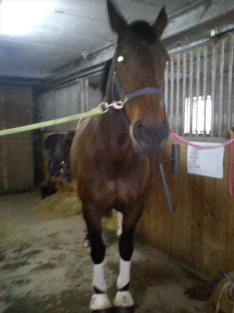 Oldenborg Lizette billede 7