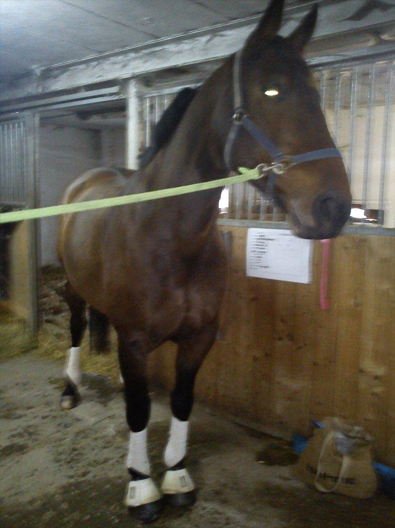 Oldenborg Lizette billede 8