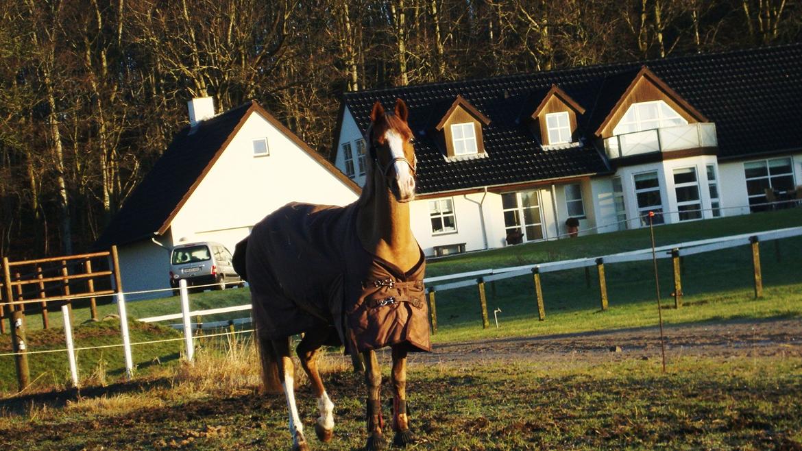 Anden særlig race Vestergårds'La Foxy. *Min spring stjerne* - - Det er ikke svært at finde en der kan få dig til at smile, det er ikke svært at finde en der kan få dig til at græde. Kunsten er at finde en, der kan få dig til at smile med tårer i øjnene❤. billede 4