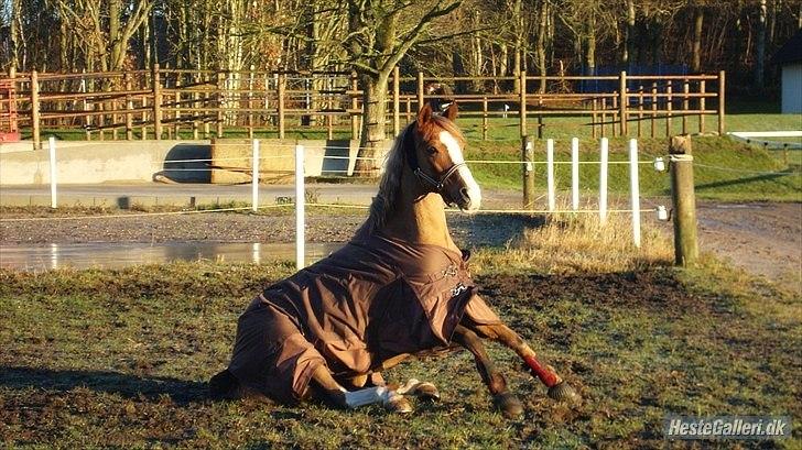 Anden særlig race Vestergårds'La Foxy. *Min spring stjerne* - - Kærlighed er, at give en anden person magten til at ødelægge dig fuldstændig, men samtidig stole på at personen aldrig ville gøre det mod dig❤❤. billede 7