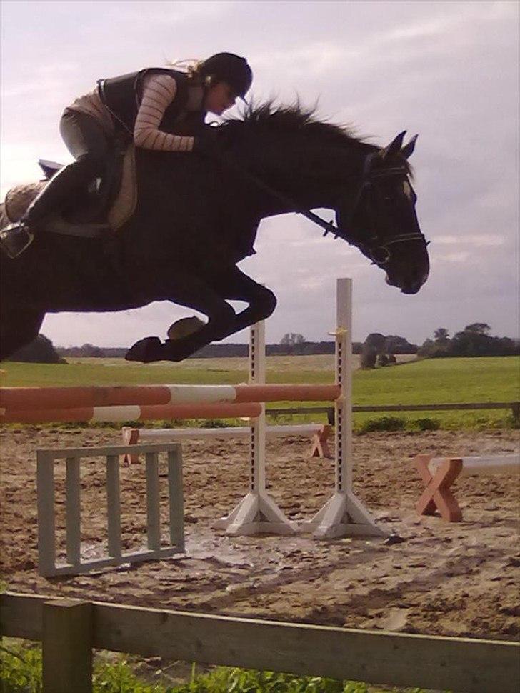 Oldenborg Nørrelunds Casiopaya - dejlige pige 
springer med stor kap. til mere billede 18