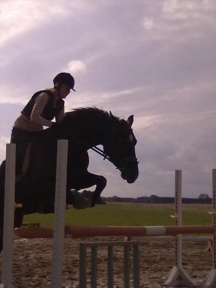 Oldenborg Nørrelunds Casiopaya - kommer lidt tæt ind under men redet den af lige vel dejlig hyphest<3 billede 19