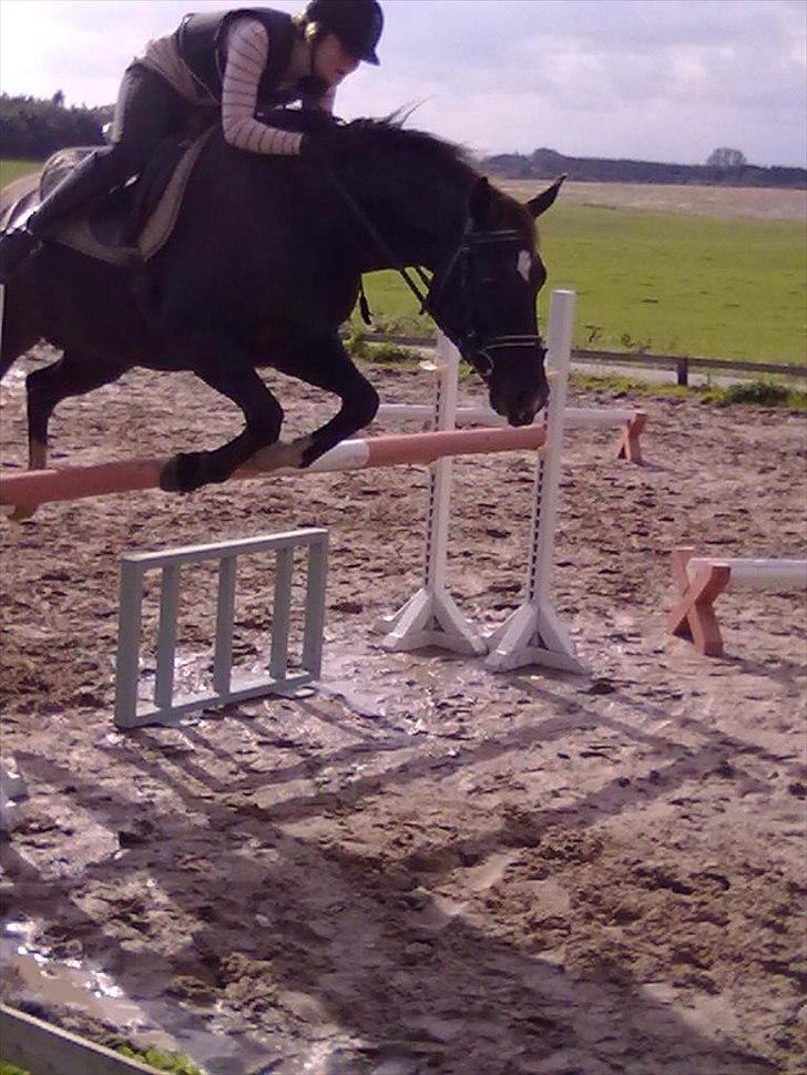 Oldenborg Nørrelunds Casiopaya - 100cm. lodret  billede 20