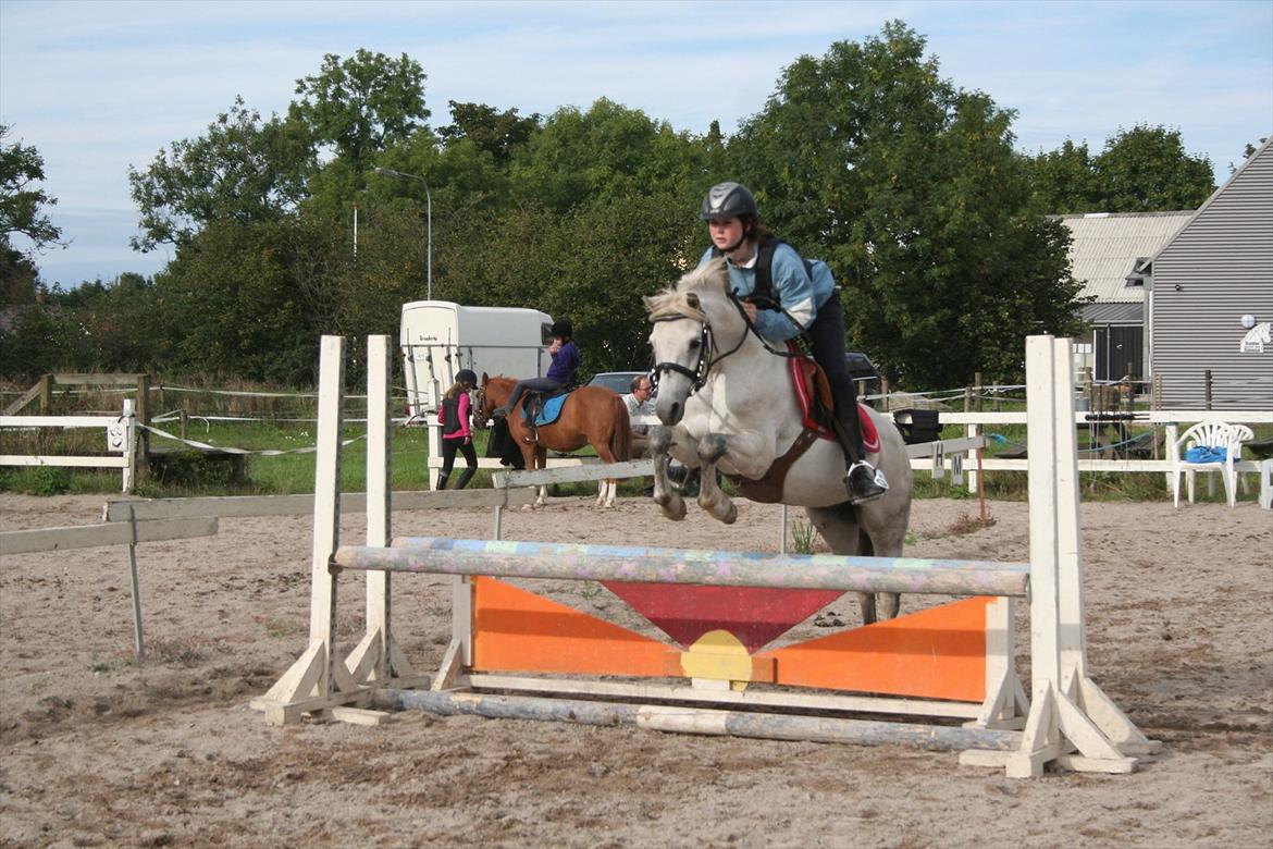 Welsh Pony (sec B) Skovbjergs Choice billede 10