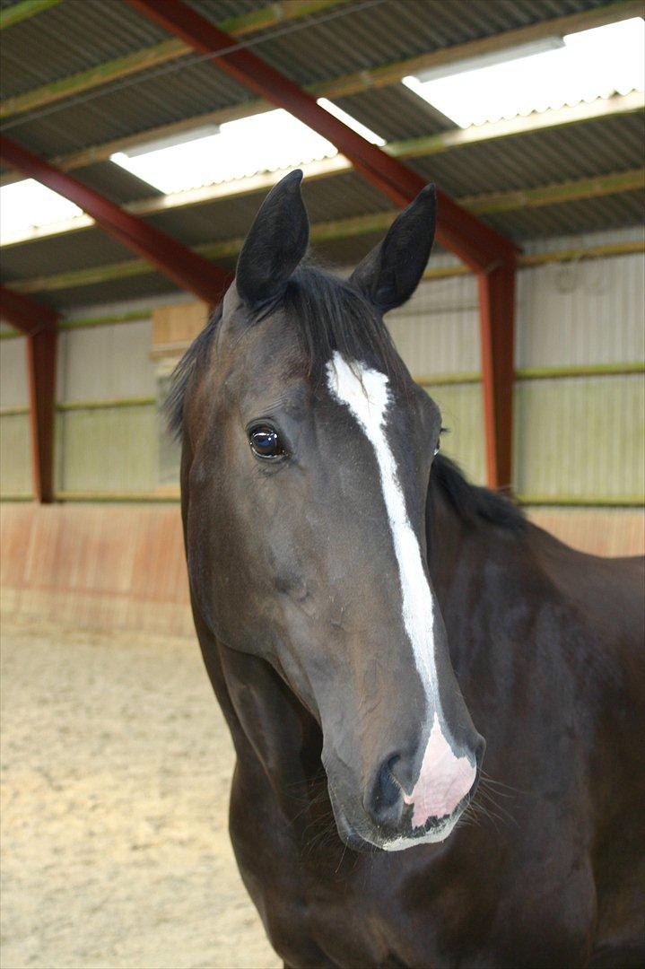 Dansk Varmblod Staugaard's Shannon billede 10