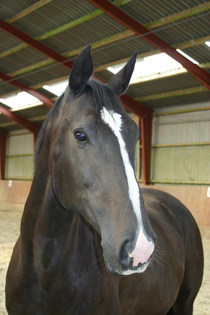 Dansk Varmblod Staugaard's Shannon billede 11