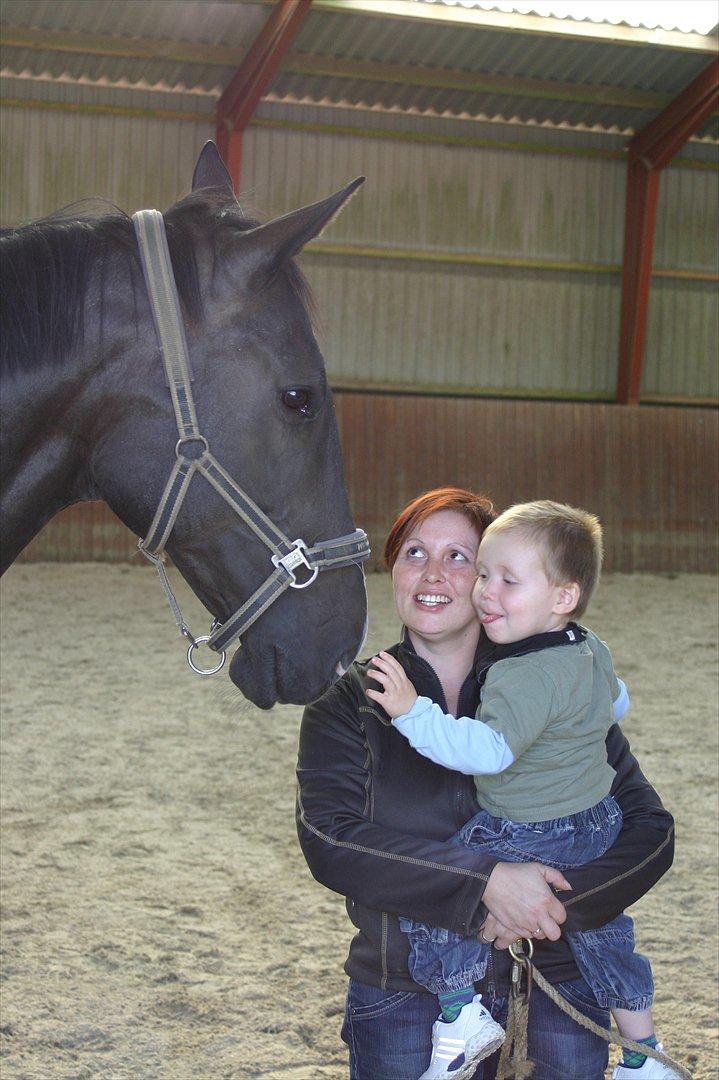 Dansk Varmblod Staugaard's Shannon billede 12