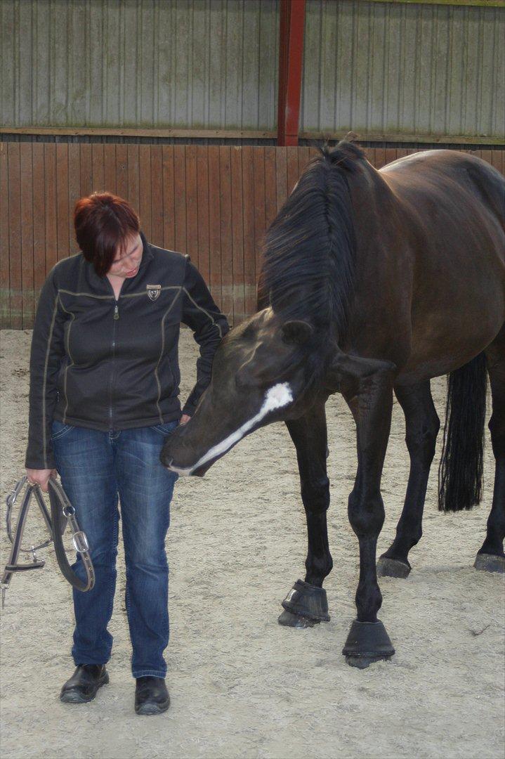 Dansk Varmblod Staugaard's Shannon billede 13