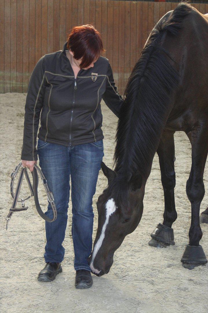 Dansk Varmblod Staugaard's Shannon billede 14