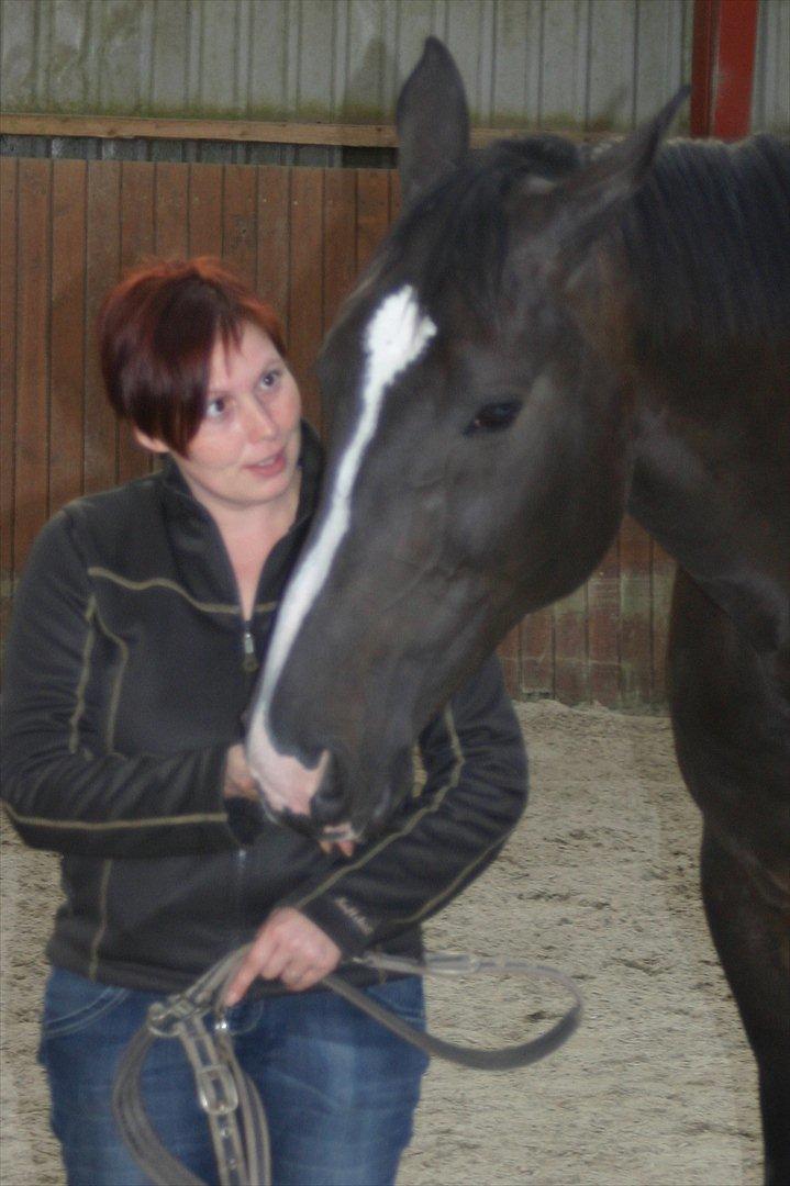 Dansk Varmblod Staugaard's Shannon billede 15