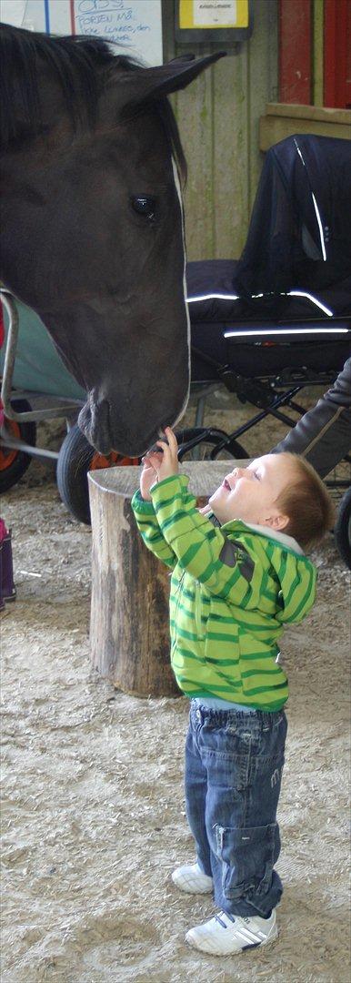 Dansk Varmblod Staugaard's Shannon billede 16