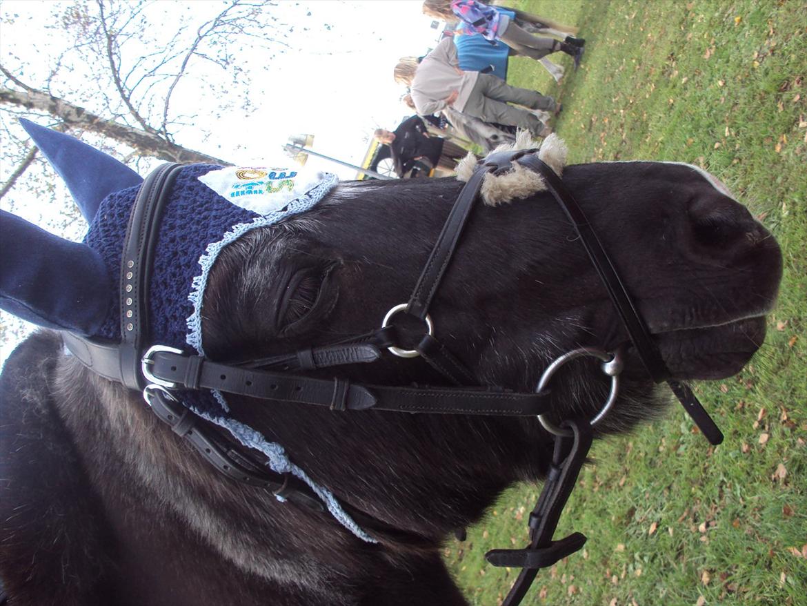 Anden særlig race Hannibal R.I.P. billede 1