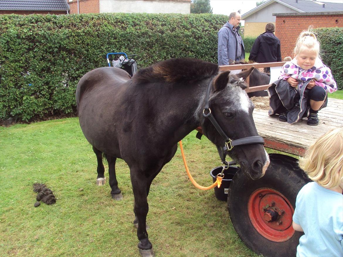 Anden særlig race Hannibal R.I.P. billede 2