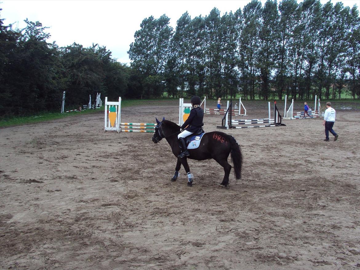 Anden særlig race Hannibal R.I.P. billede 3