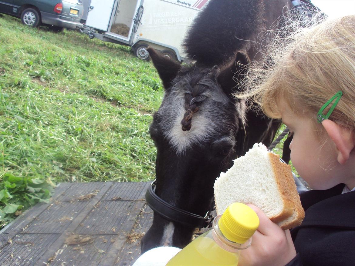 Anden særlig race Hannibal R.I.P. billede 7