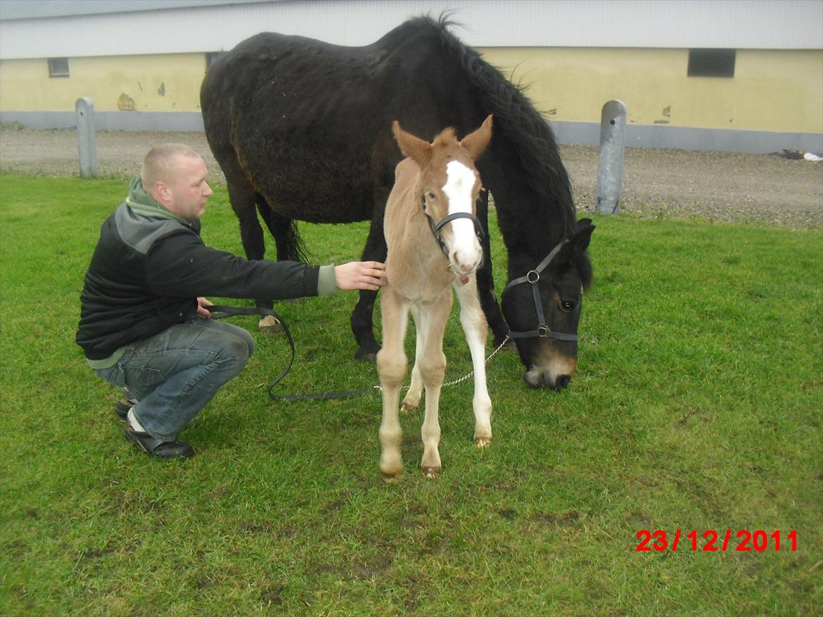 Anden særlig race Antos Zakita Julia Perfect - 23/12/2011 billede 12