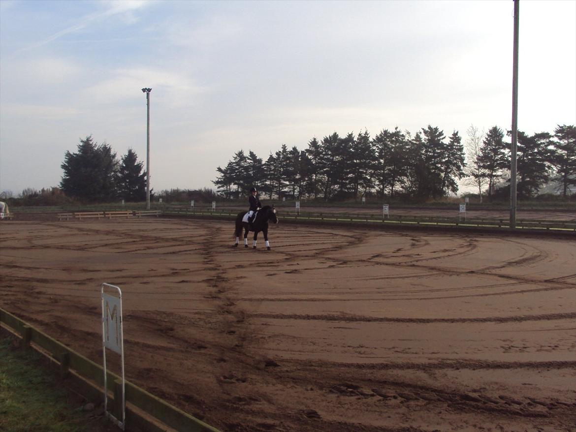 Anden særlig race Hannibal R.I.P. billede 10