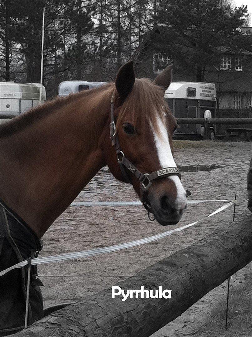 DSP Pyrrhula [Himmelhest] - Pylle på folden billede 8