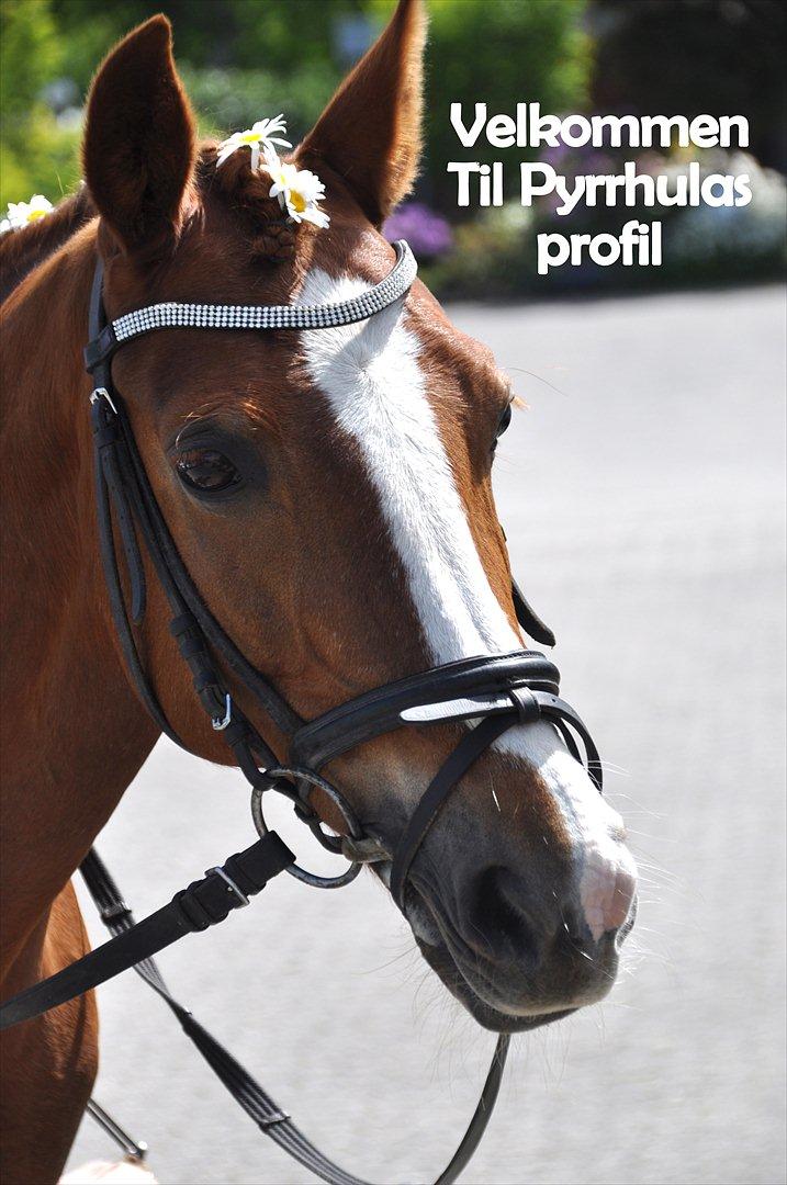 DSP Pyrrhula [Himmelhest] - Velkommen til Pylles profil :))

Til min konfirmation :) hun var så fiiin! :D billede 1