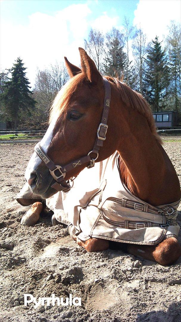 DSP Pyrrhula [Himmelhest] - Pyrrhula på folden ;) billede 5